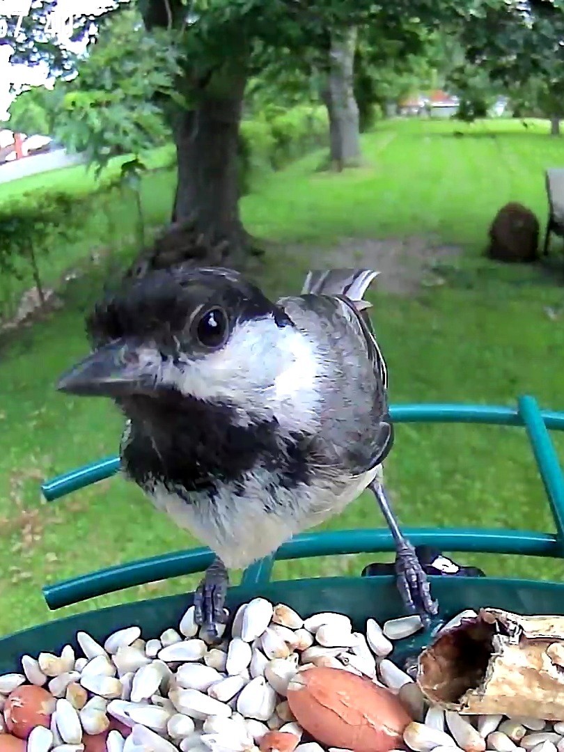 Black-capped Chickadee - ML620771342