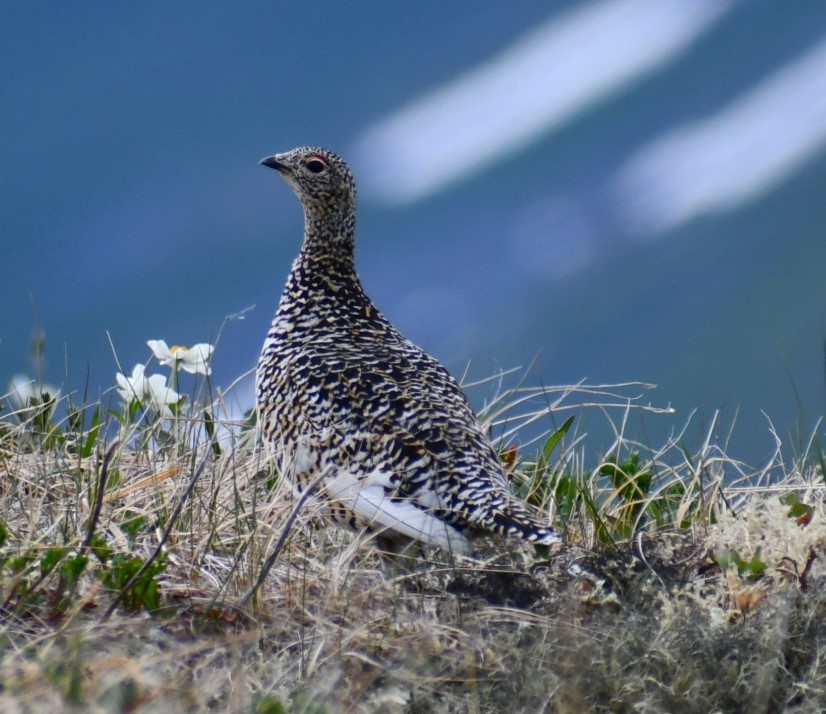 Lagopède alpin - ML620771344