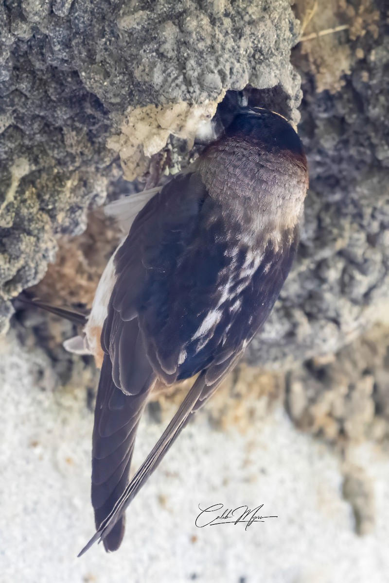 Cliff Swallow - ML620771347