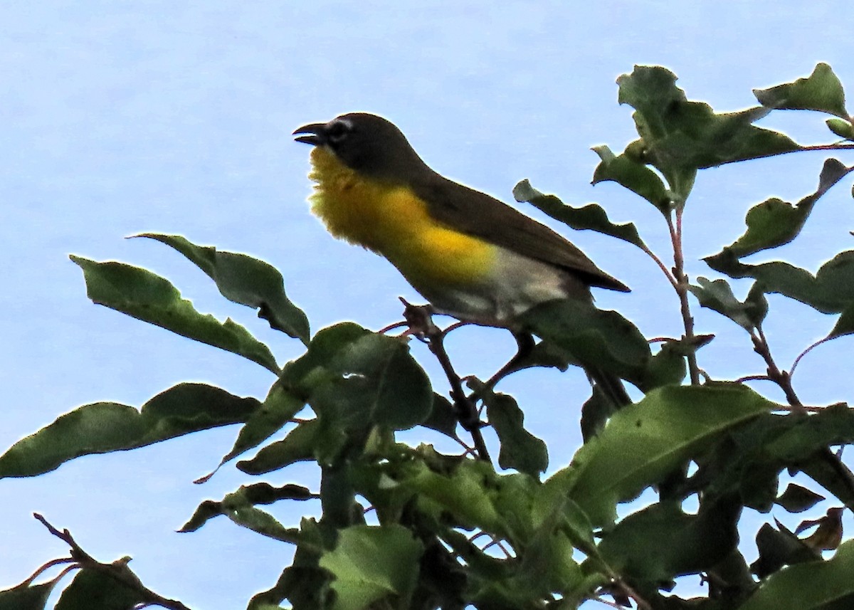 Yellow-breasted Chat - ML620771349