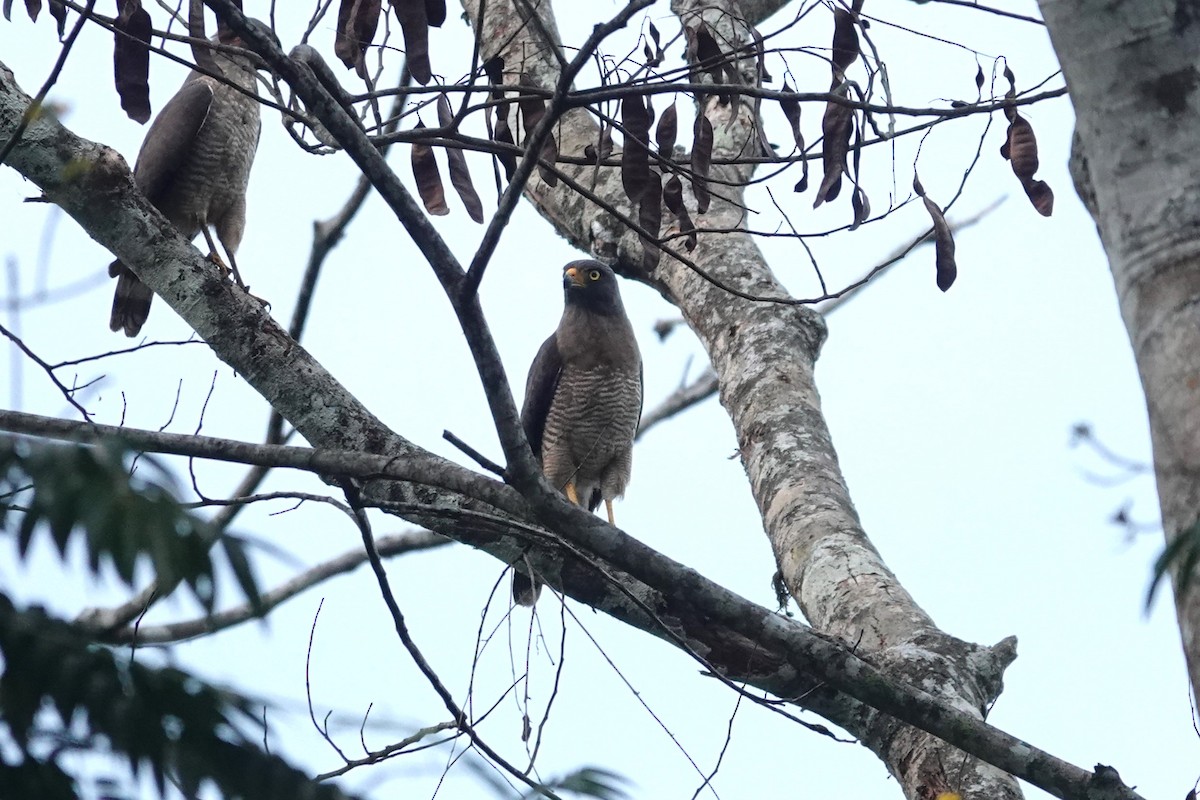 Roadside Hawk - ML620771351