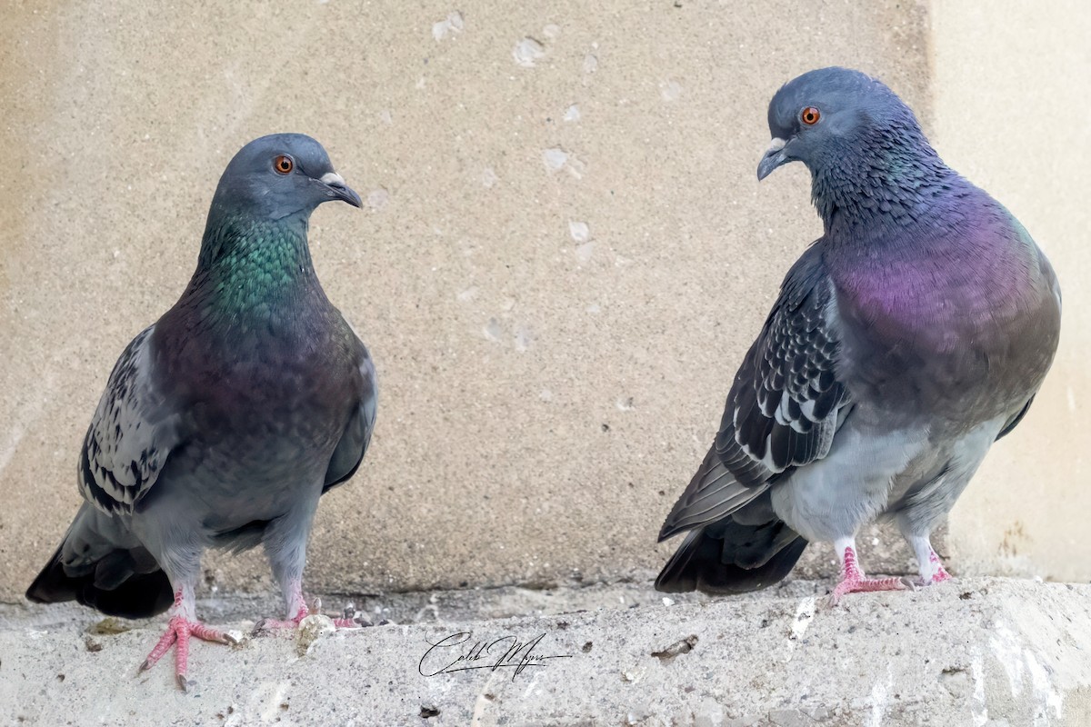 Rock Pigeon (Feral Pigeon) - ML620771358