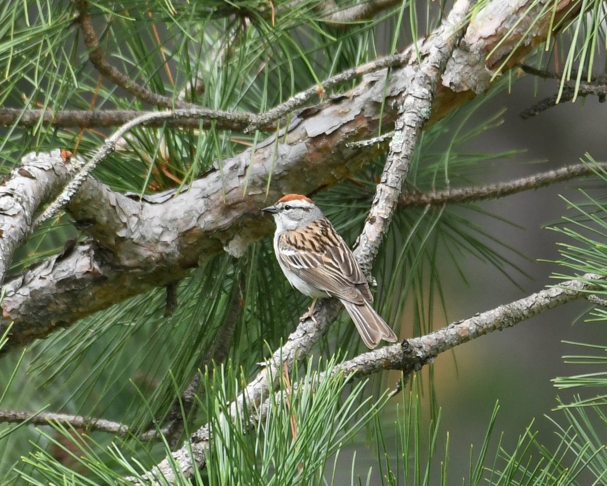 Chipping Sparrow - ML620771359