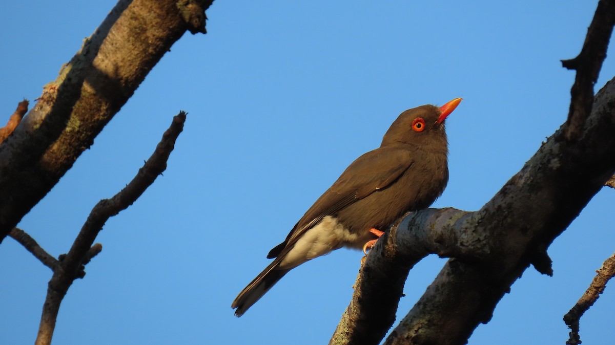 Retz's Helmetshrike - Ann Kovich