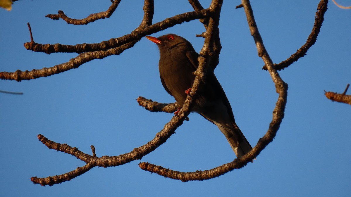 Retz's Helmetshrike - ML620771361