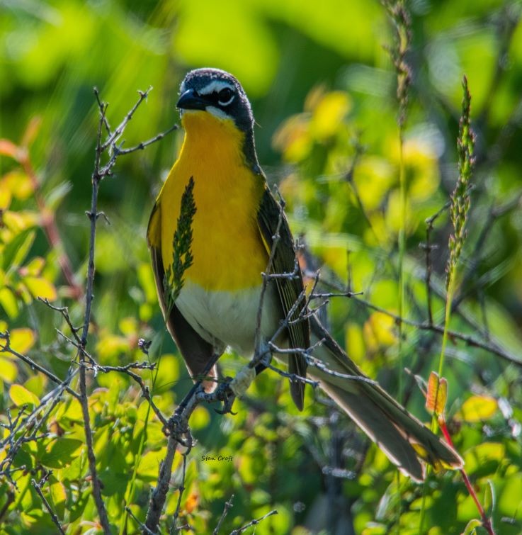Yellow-breasted Chat - ML620771374