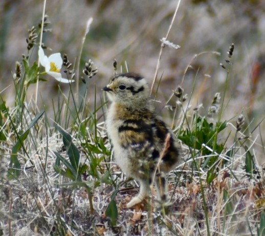 Rock Ptarmigan - ML620771376