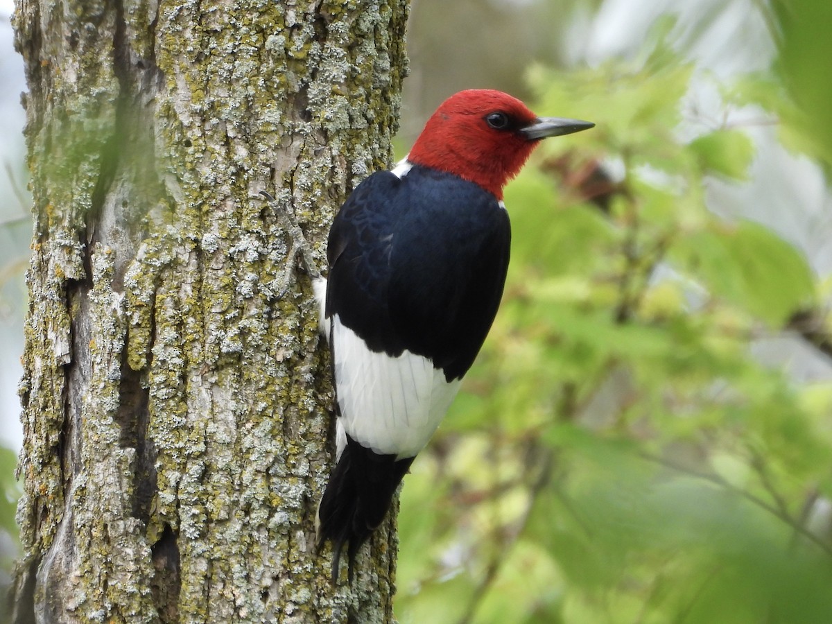 Red-headed Woodpecker - ML620771380