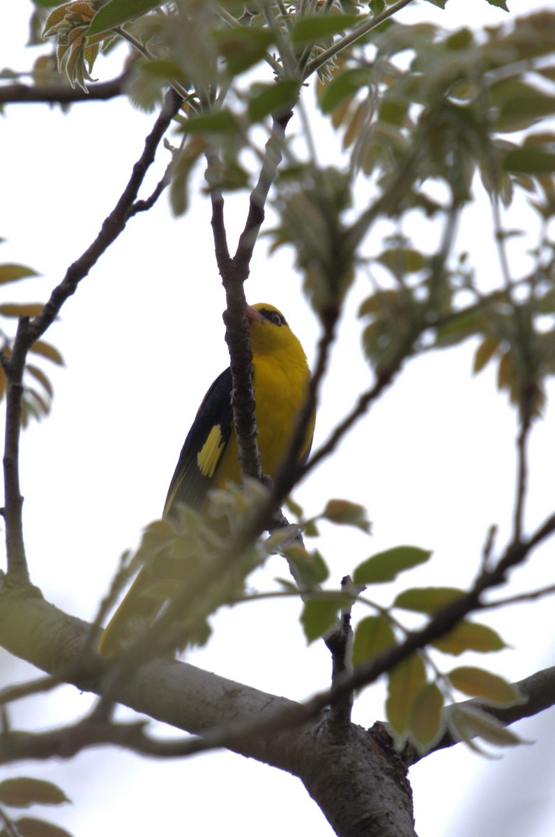 Indian Golden Oriole - ML620771390