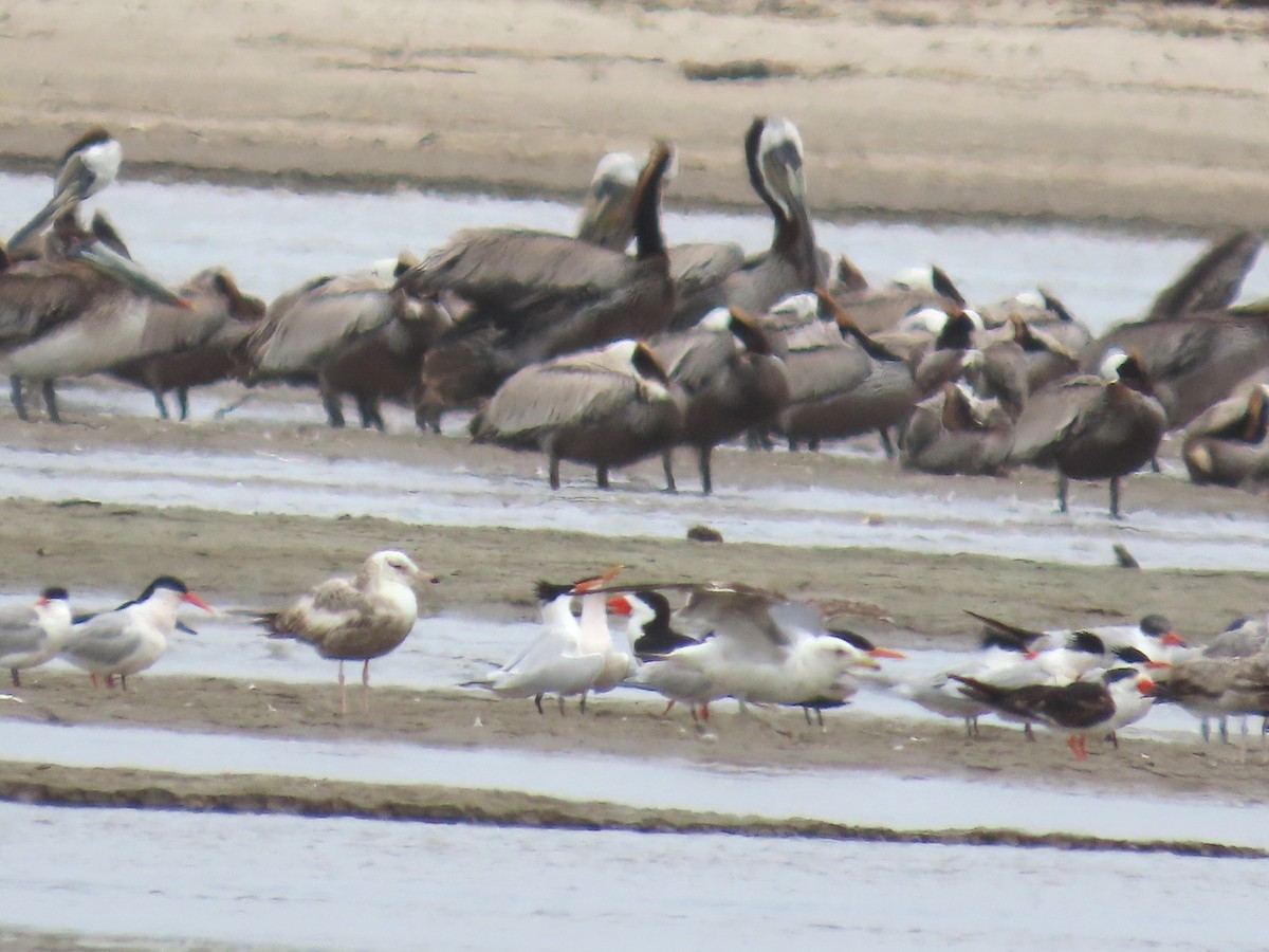 Black Skimmer - ML620771393