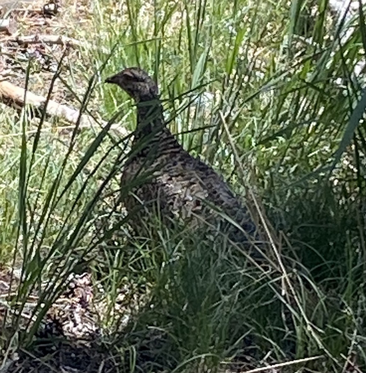 Sooty Grouse - ML620771395