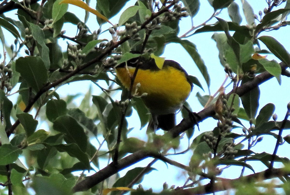Yellow-breasted Chat - ML620771398