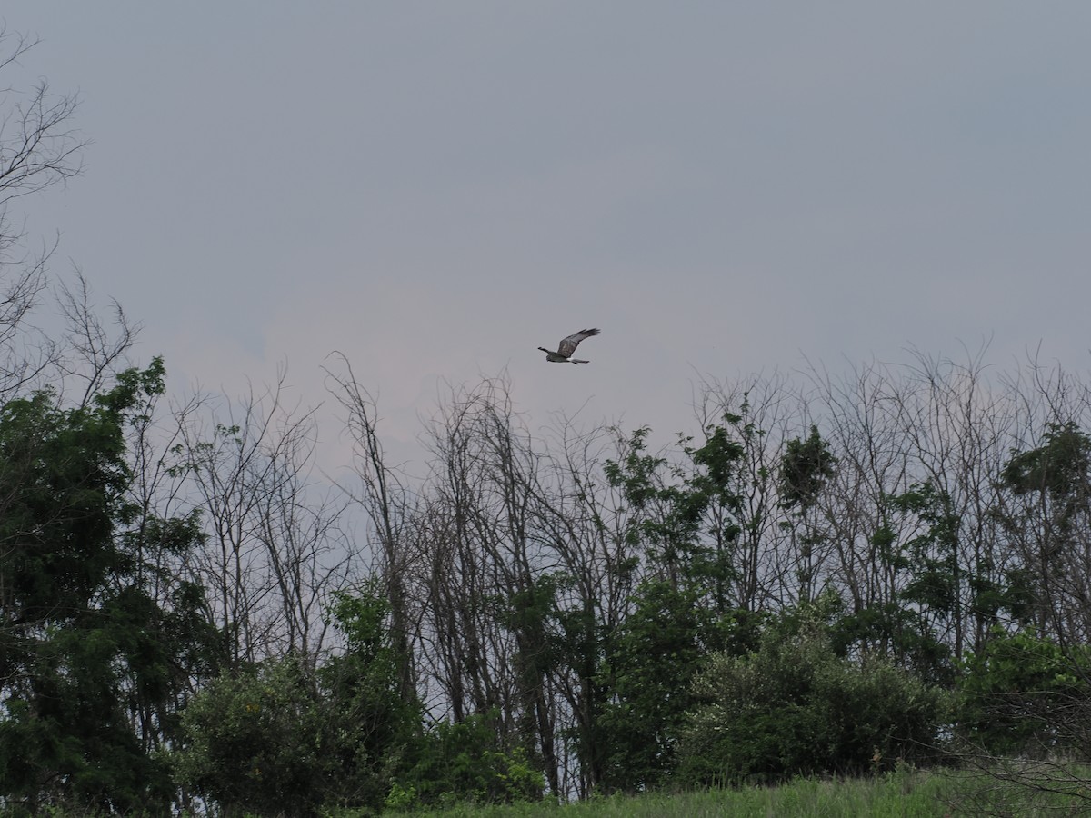 Northern Harrier - ML620771405