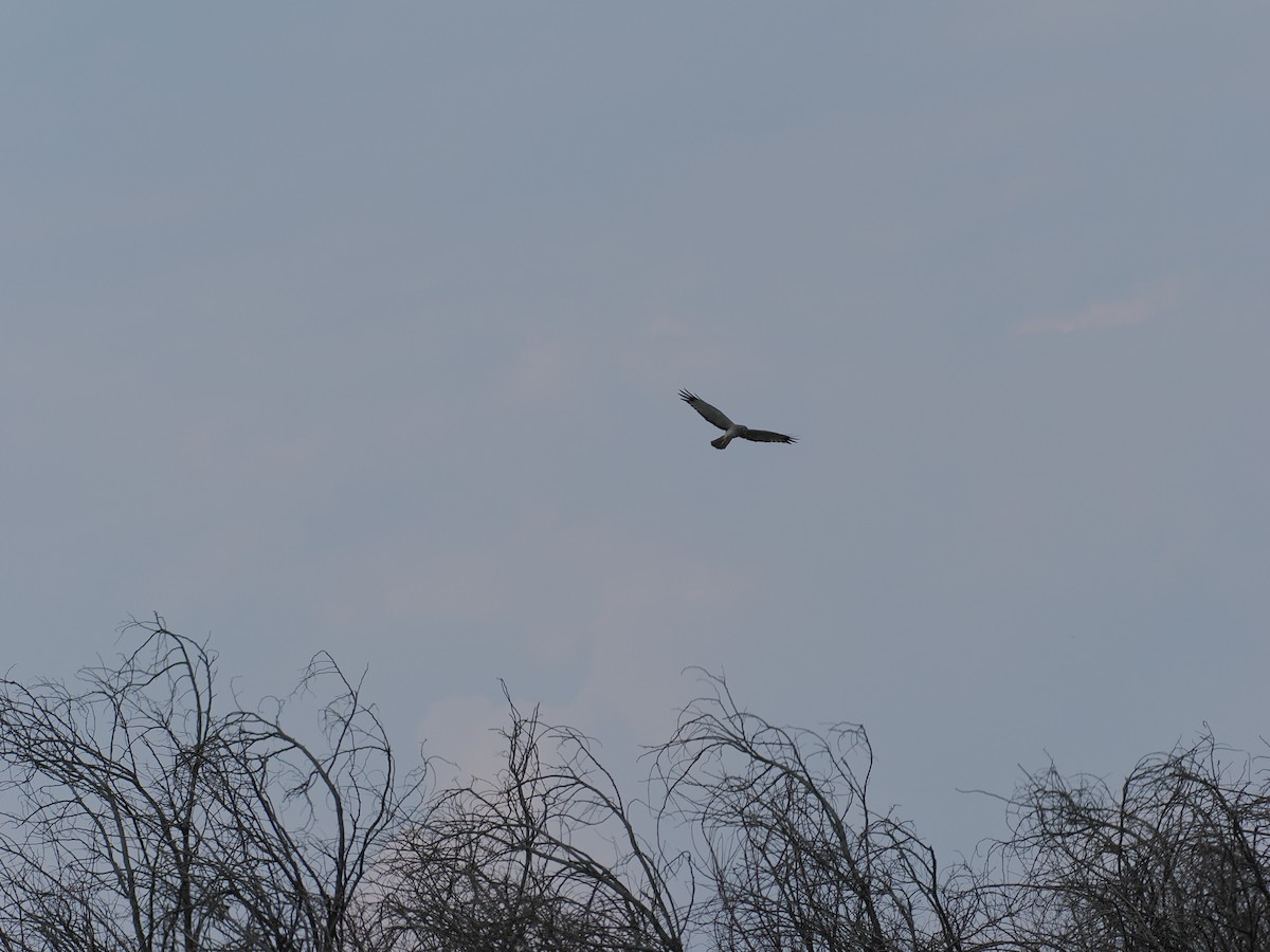 Northern Harrier - Lisa Phelps