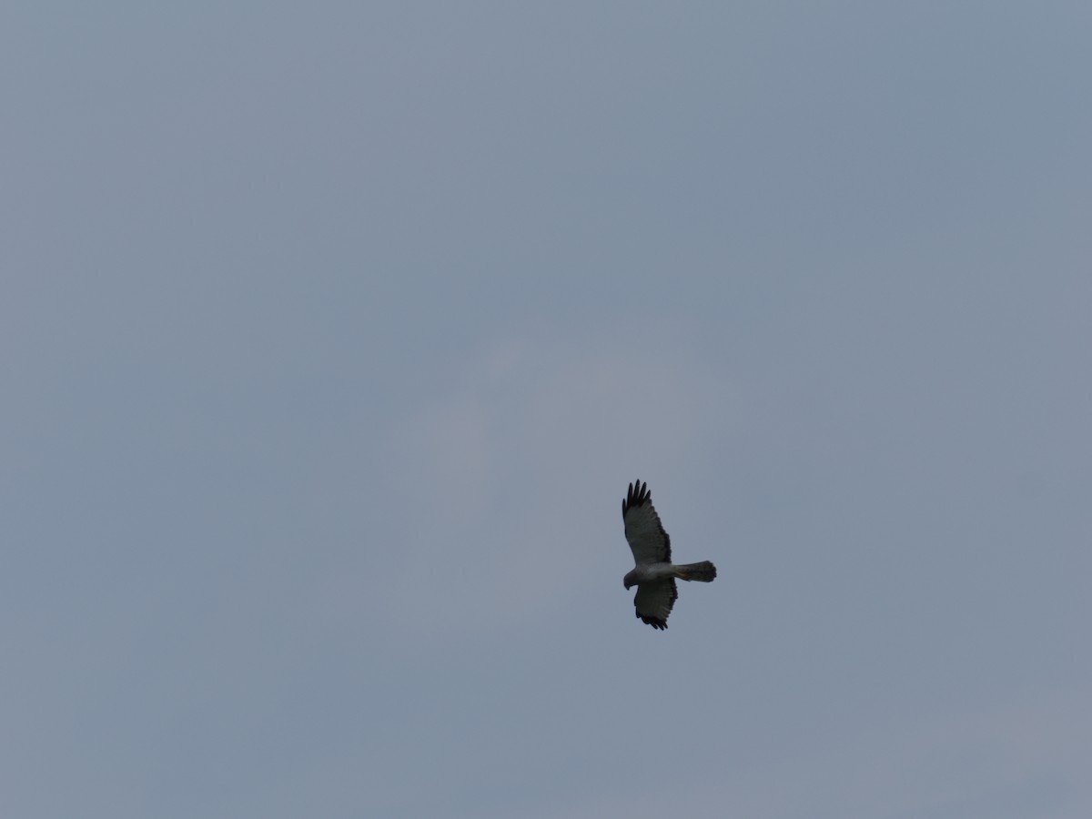 Northern Harrier - ML620771407