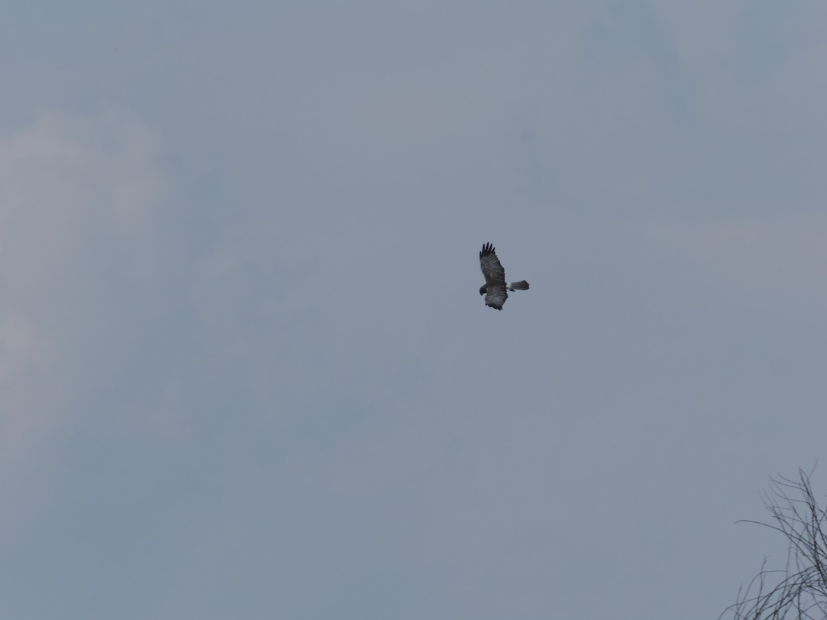 Northern Harrier - ML620771408