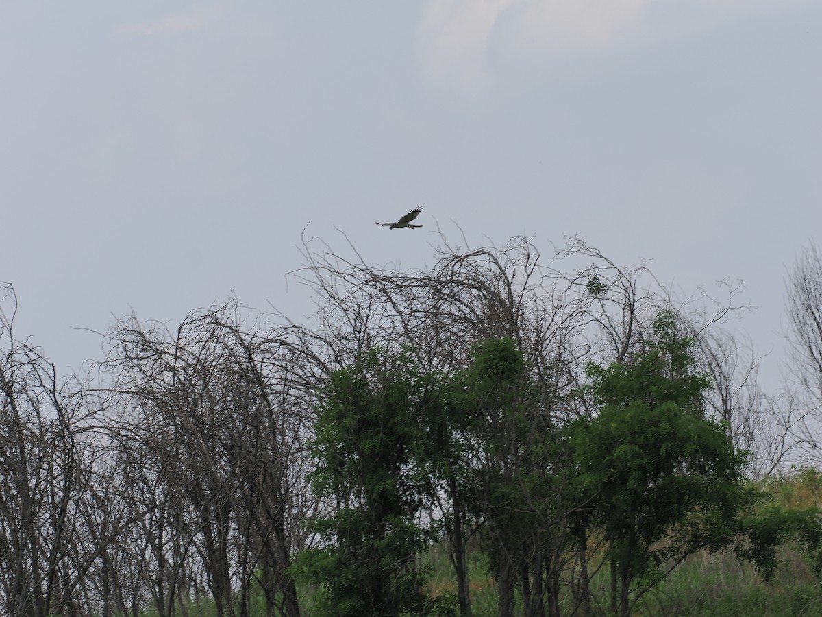 Aguilucho de Hudson - ML620771409