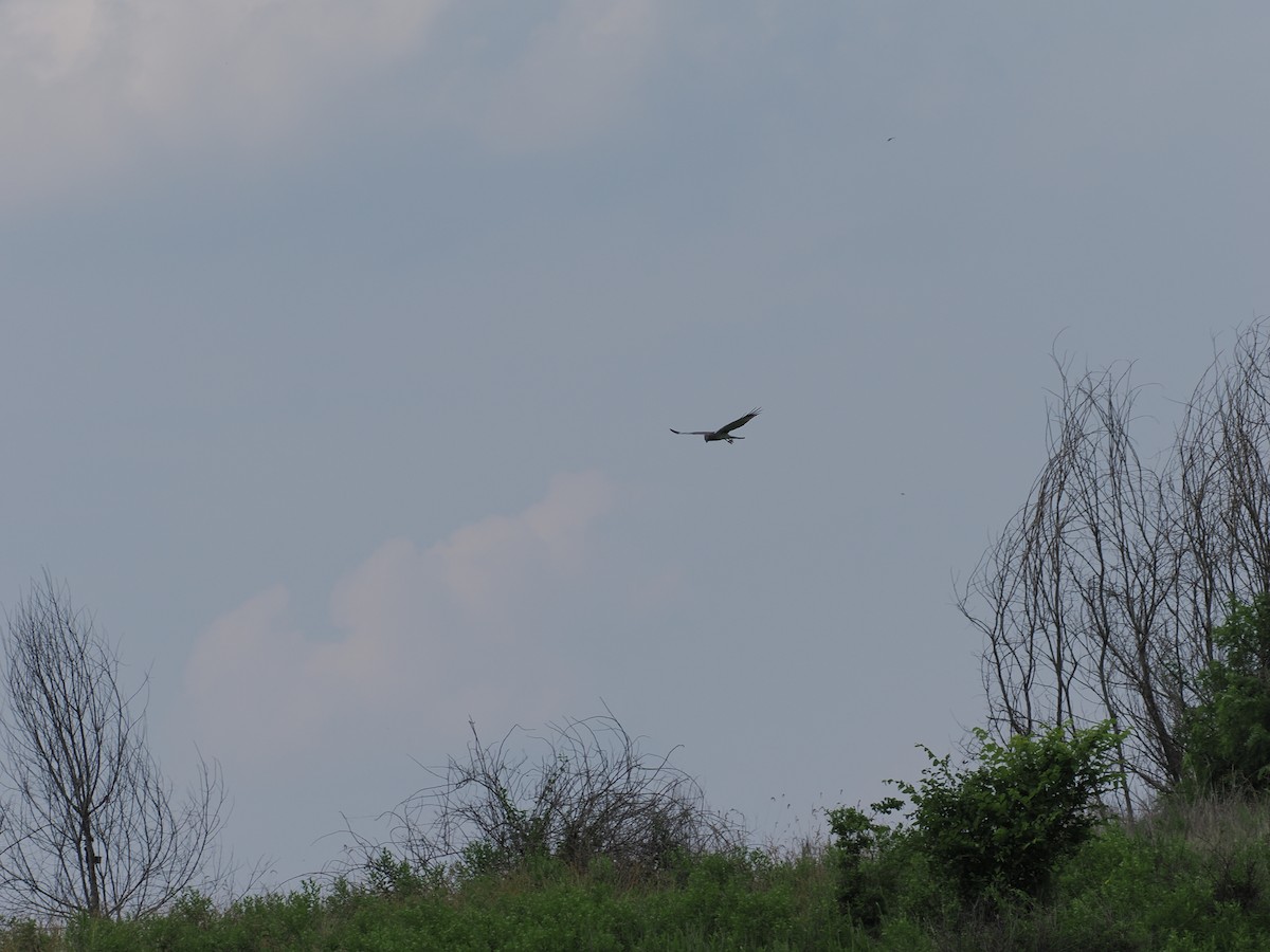 Aguilucho de Hudson - ML620771410