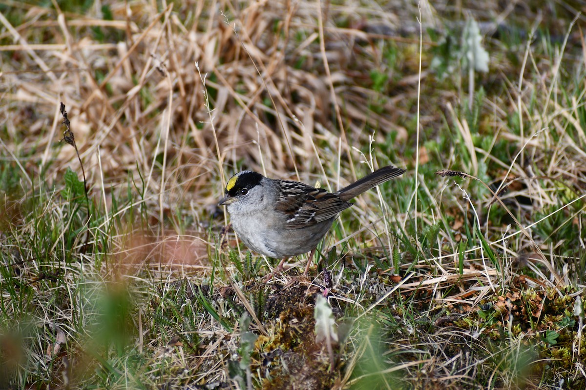 Bruant à couronne dorée - ML620771415