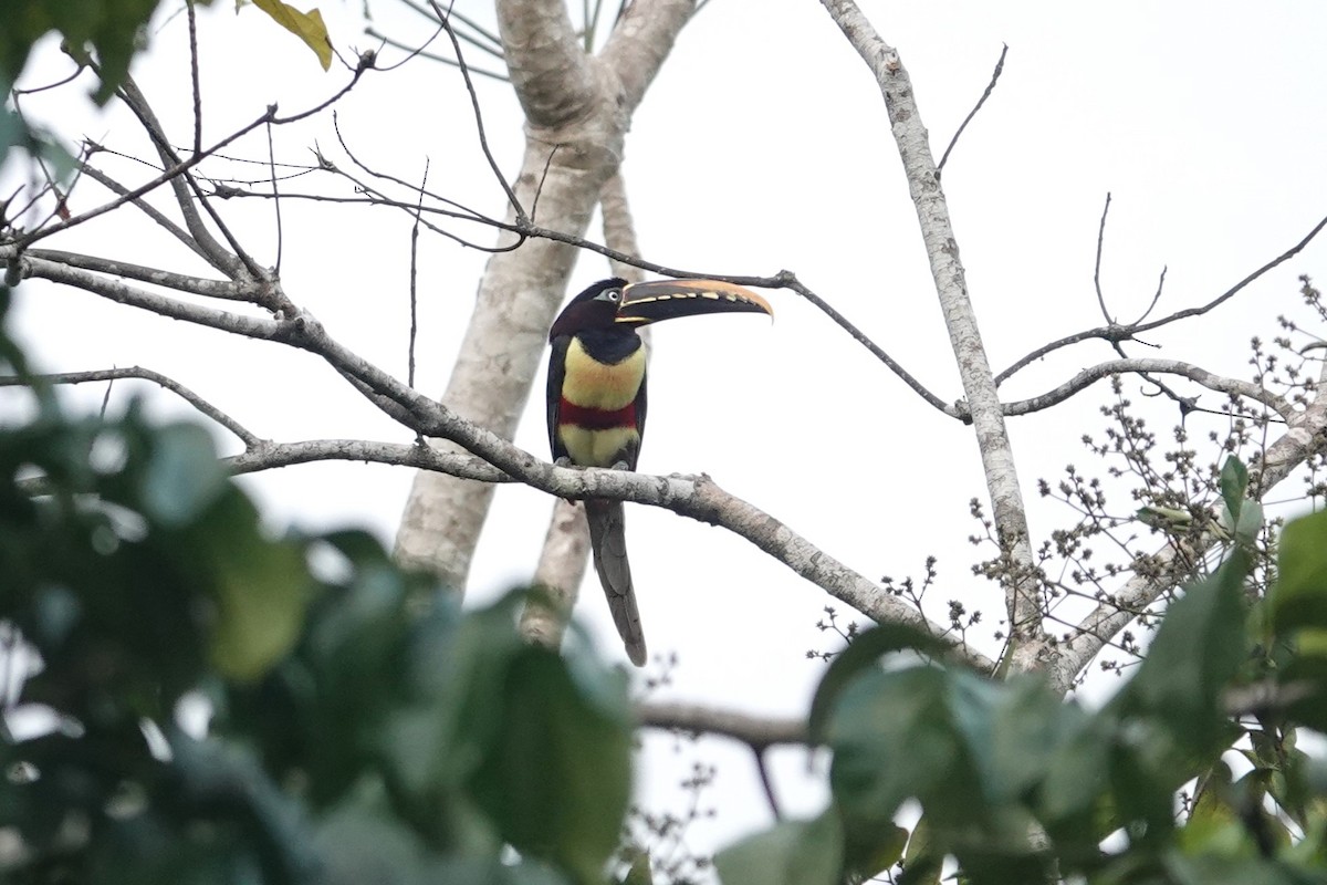 Chestnut-eared Aracari - Toby Holmes