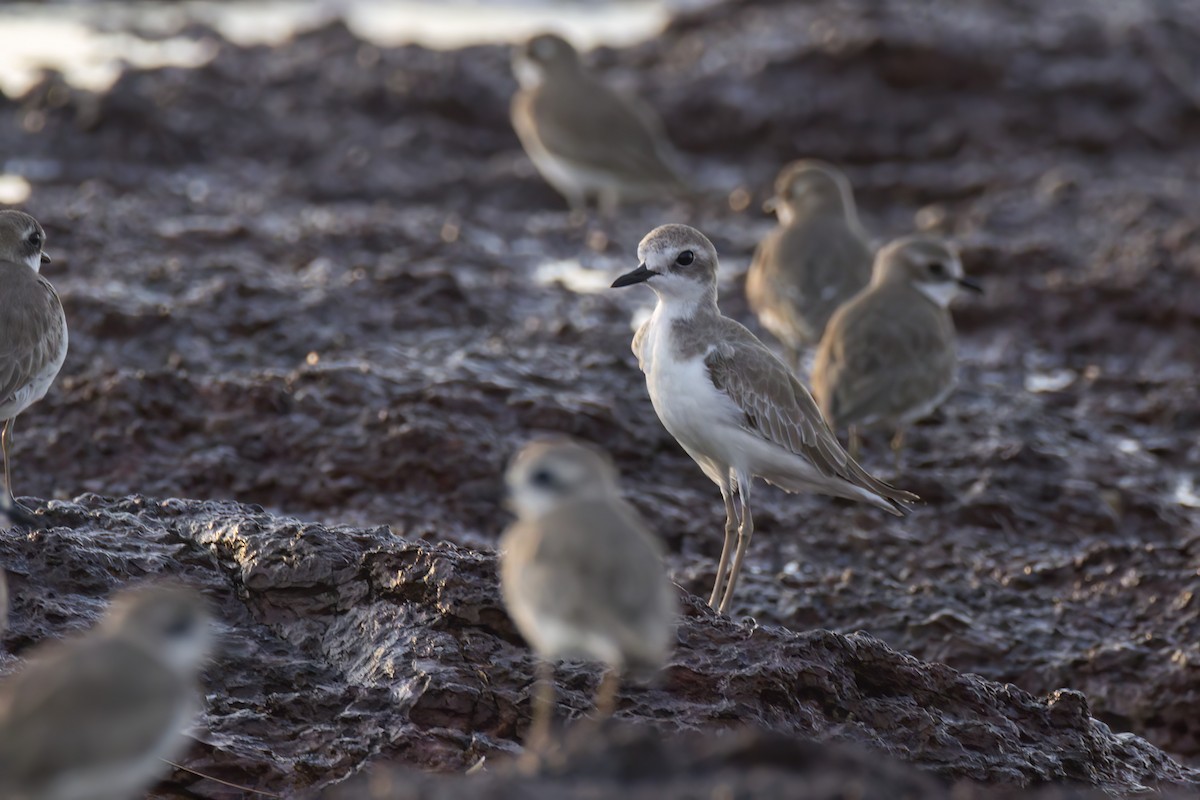 Greater Sand-Plover - ML620771442