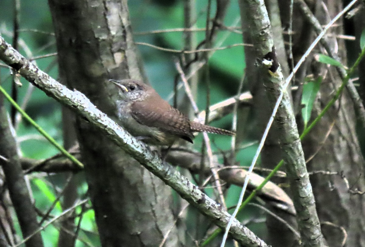 House Wren - ML620771444