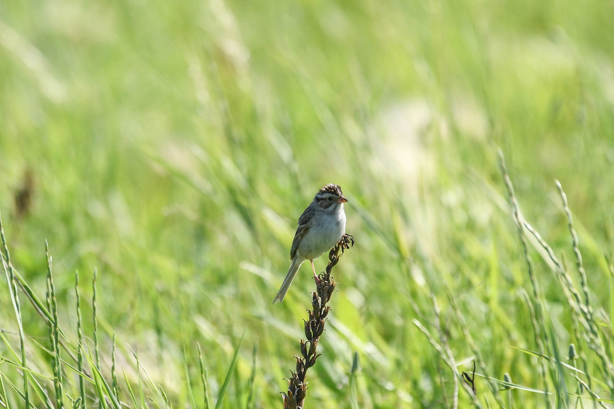 Clay-colored Sparrow - ML620771448