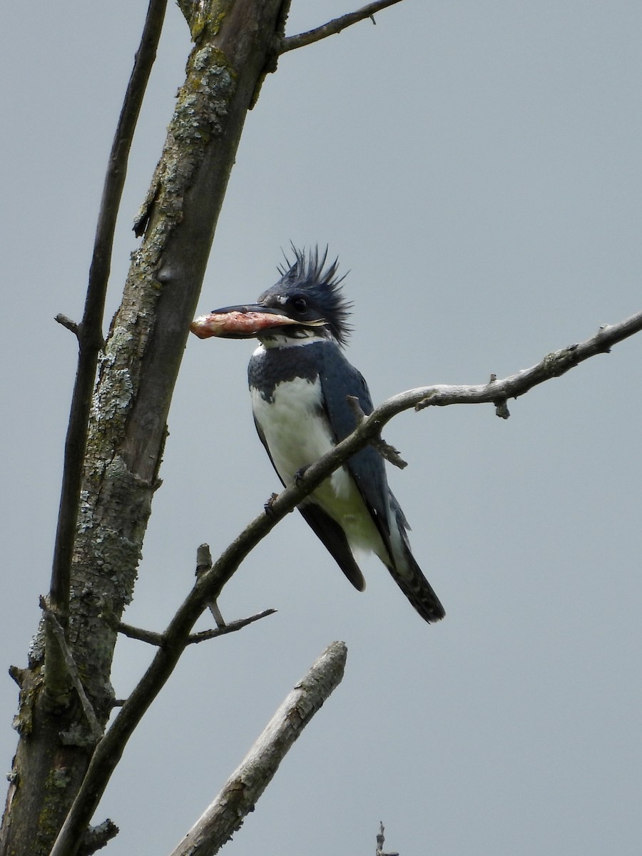 Belted Kingfisher - Troy and Dawn Mast