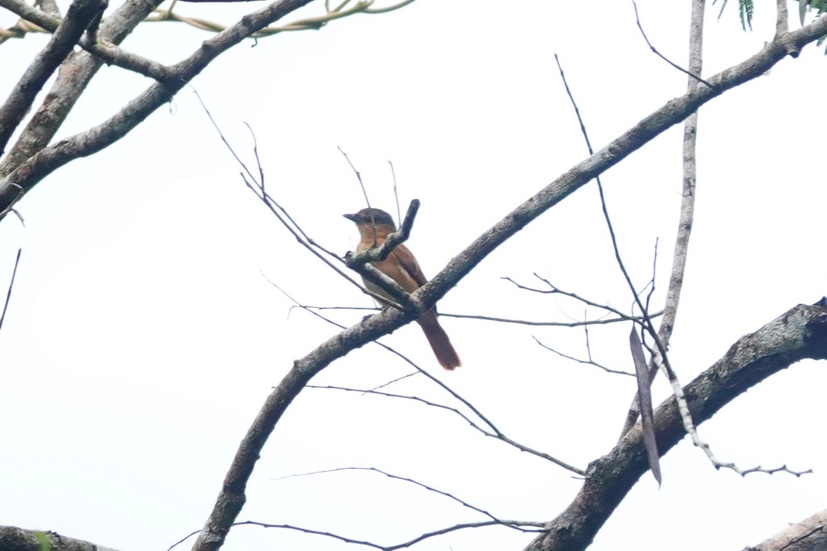 Chestnut-crowned Becard - Toby Holmes