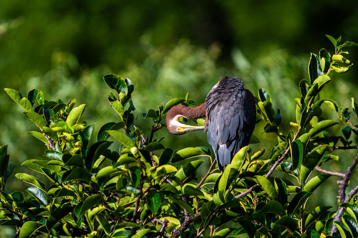 Tricolored Heron - ML620771464