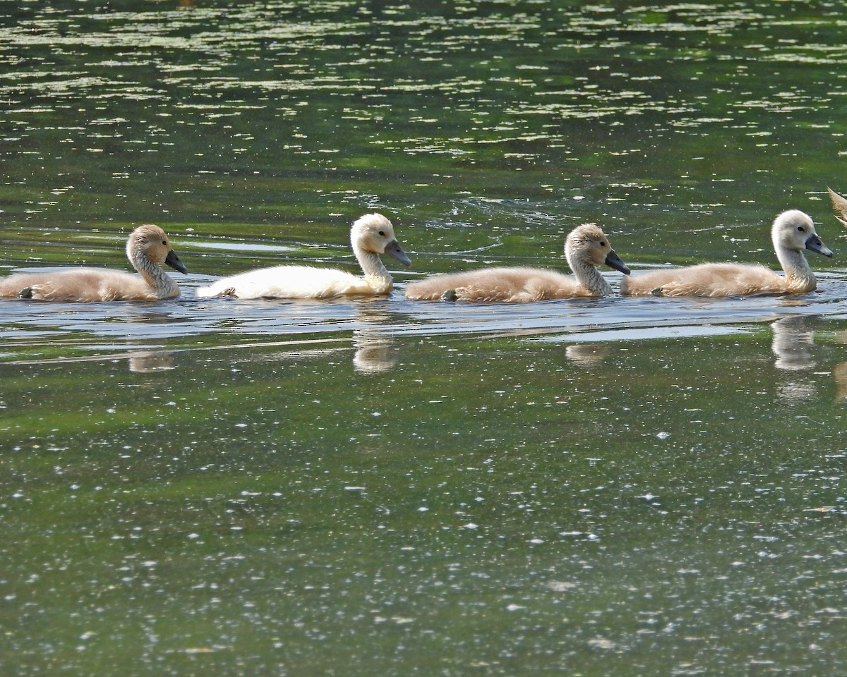 Cygne tuberculé - ML620771478