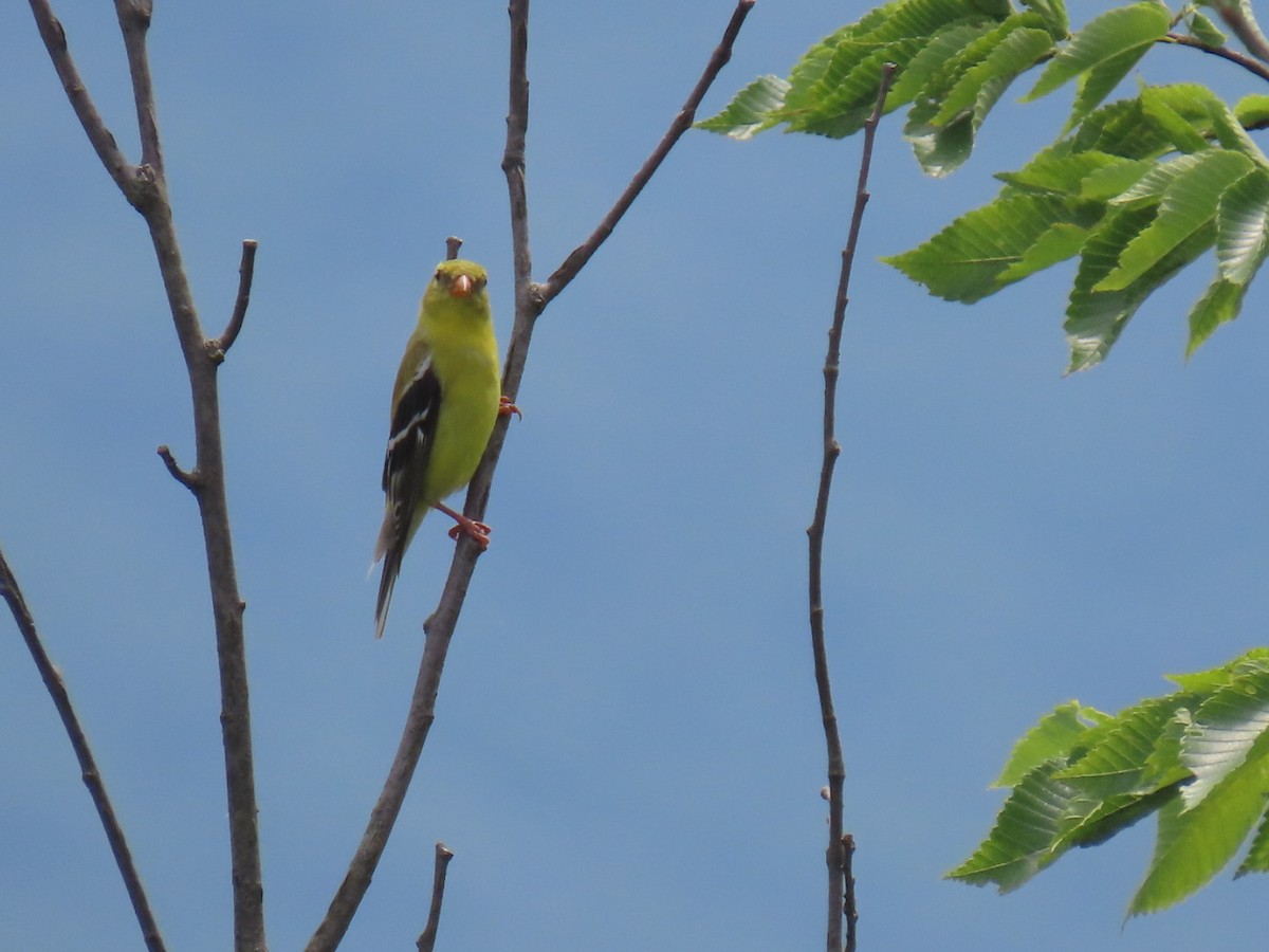 Chardonneret jaune - ML620771498