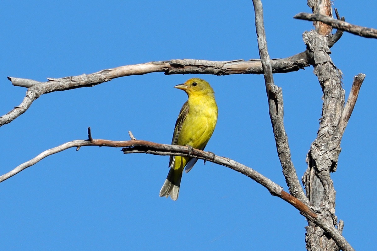 Western Tanager - Cindy Krasniewicz