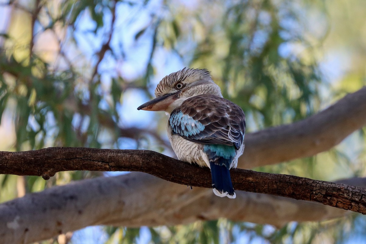 Blue-winged Kookaburra - ML620771505