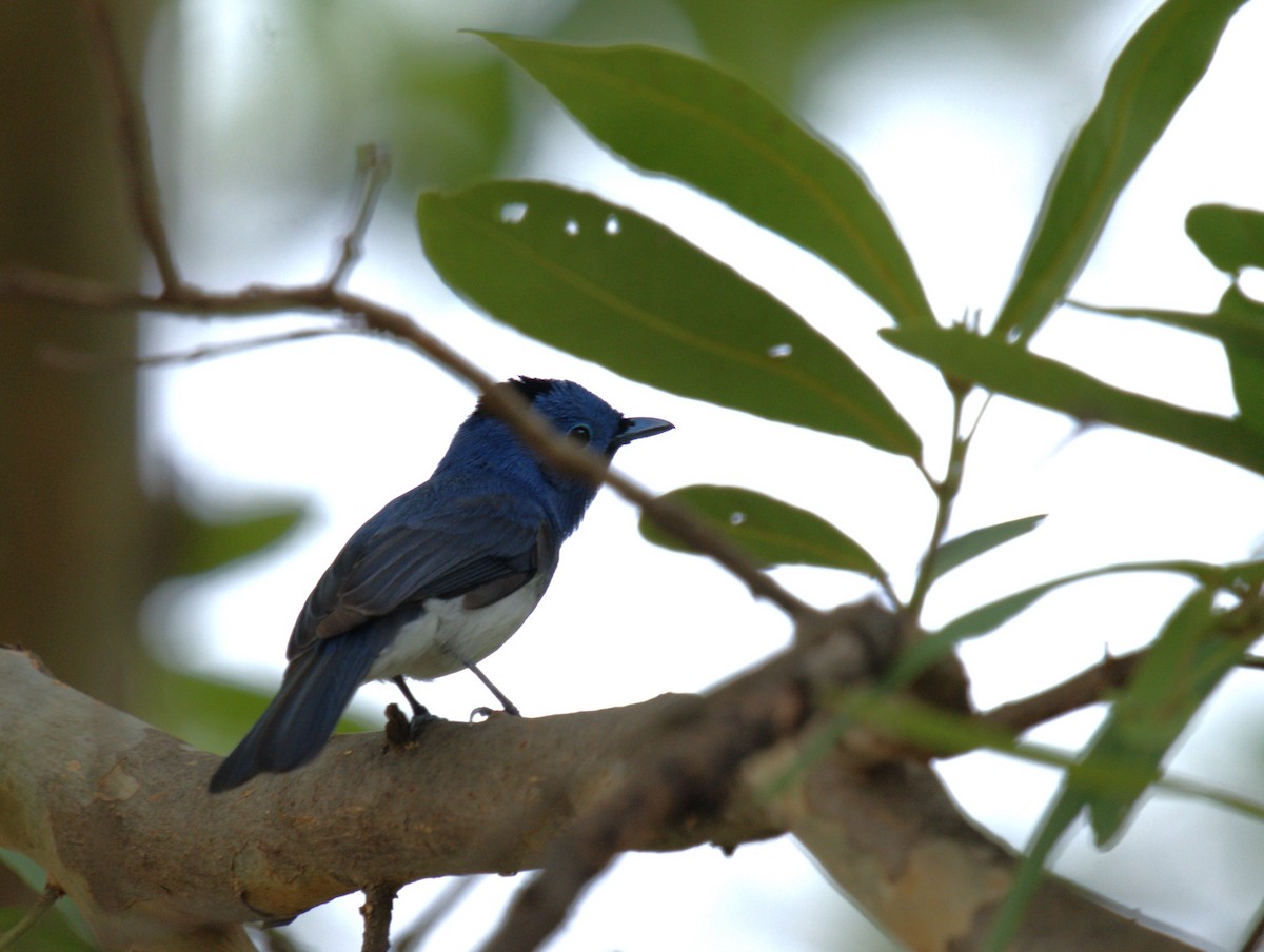 Black-naped Monarch - ML620771506