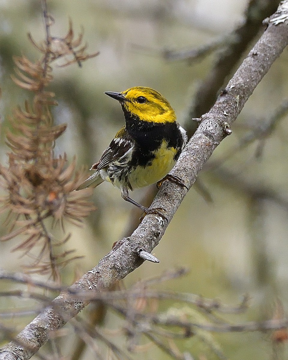 Black-throated Green Warbler - ML620771507