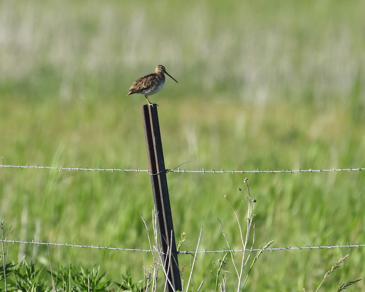 Wilson's Snipe - ML620771508