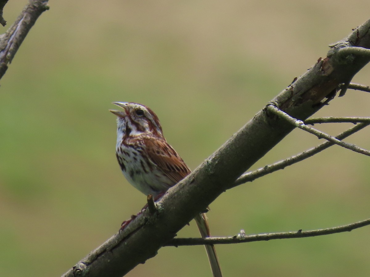 Song Sparrow - Ericka Albright