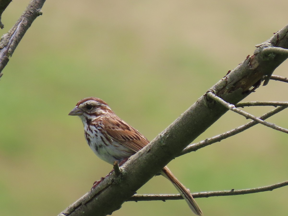 Song Sparrow - ML620771511