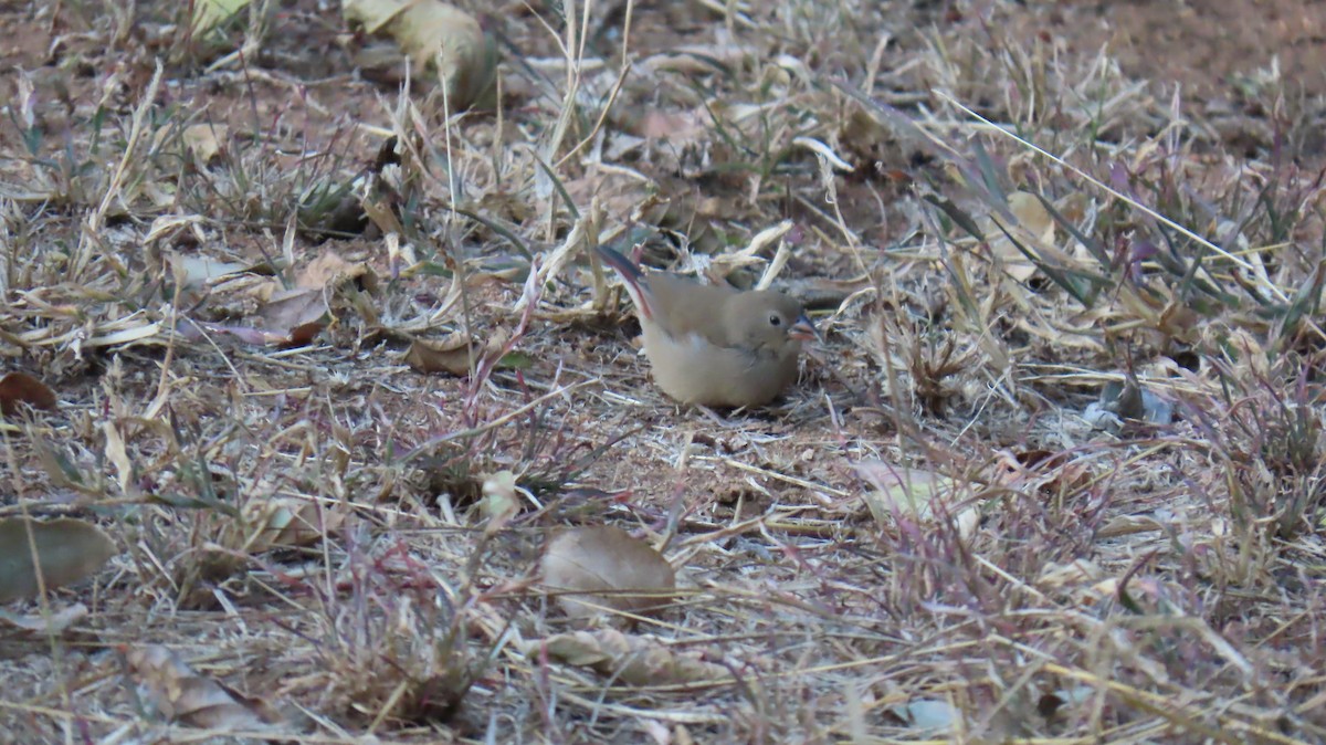 Red-billed Firefinch - ML620771513