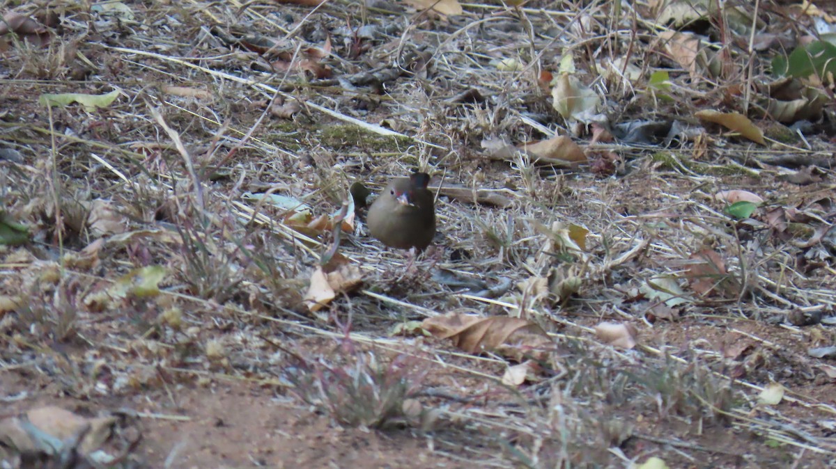 Red-billed Firefinch - ML620771514