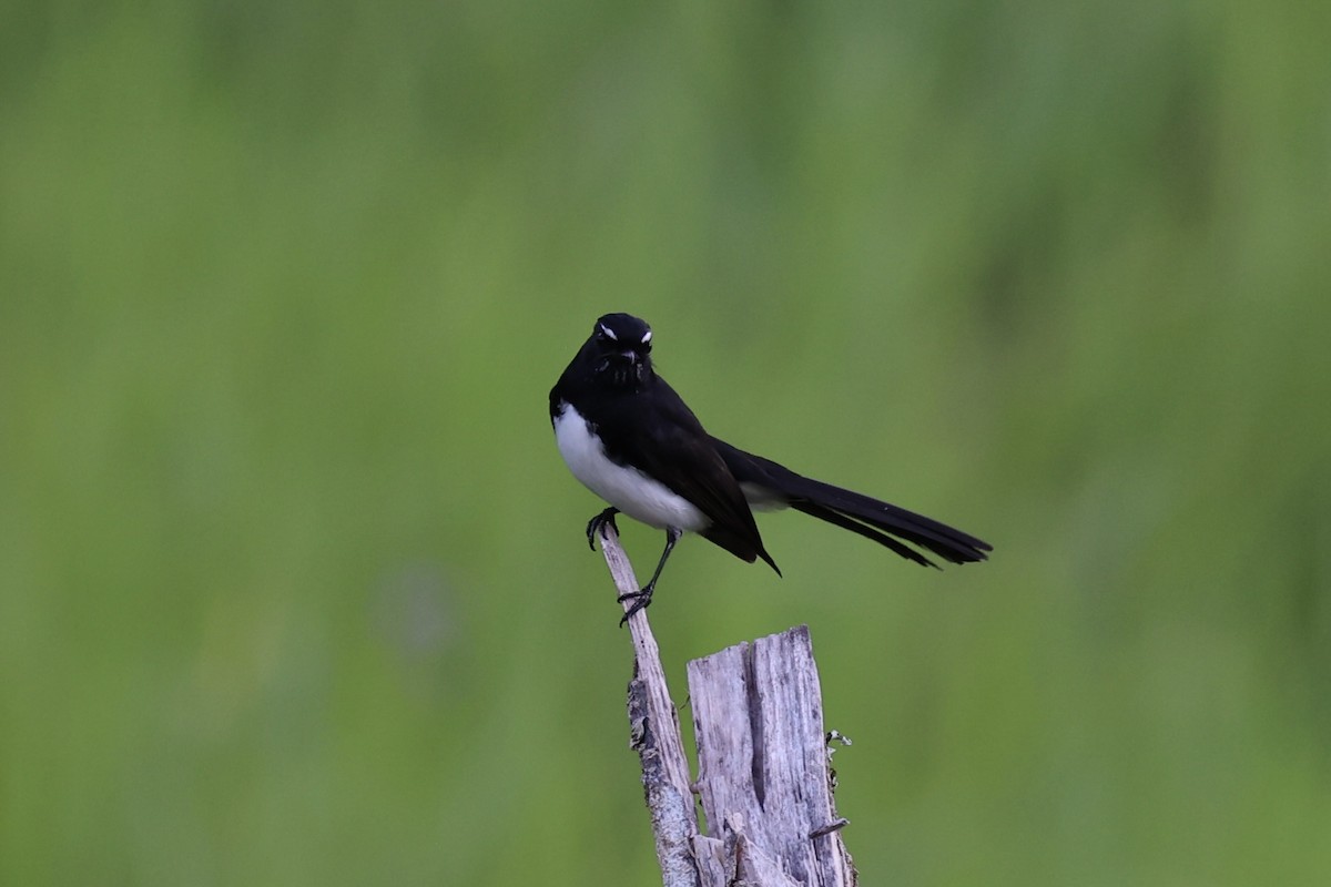 Willie-wagtail - ML620771515