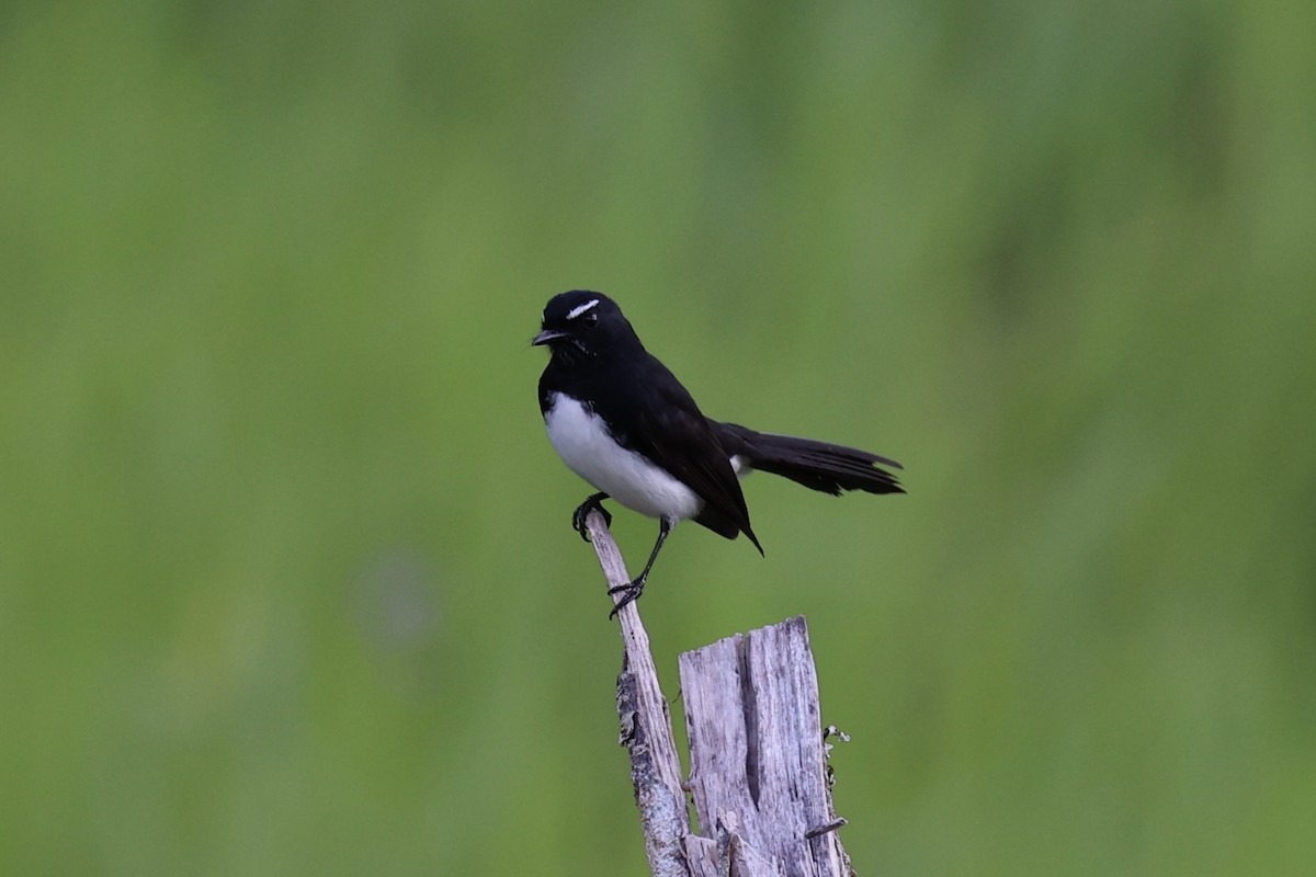 Willie-wagtail - ML620771516