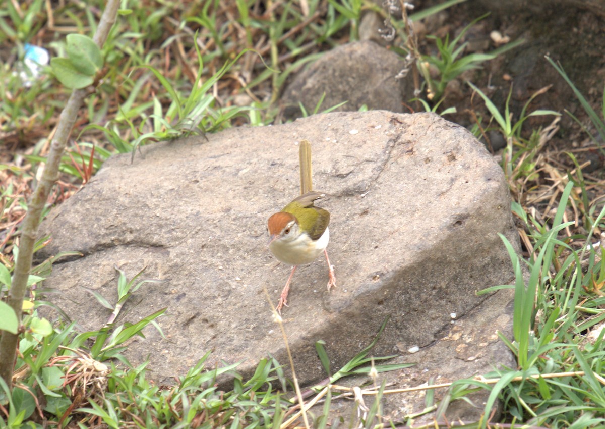 Common Tailorbird - ML620771517