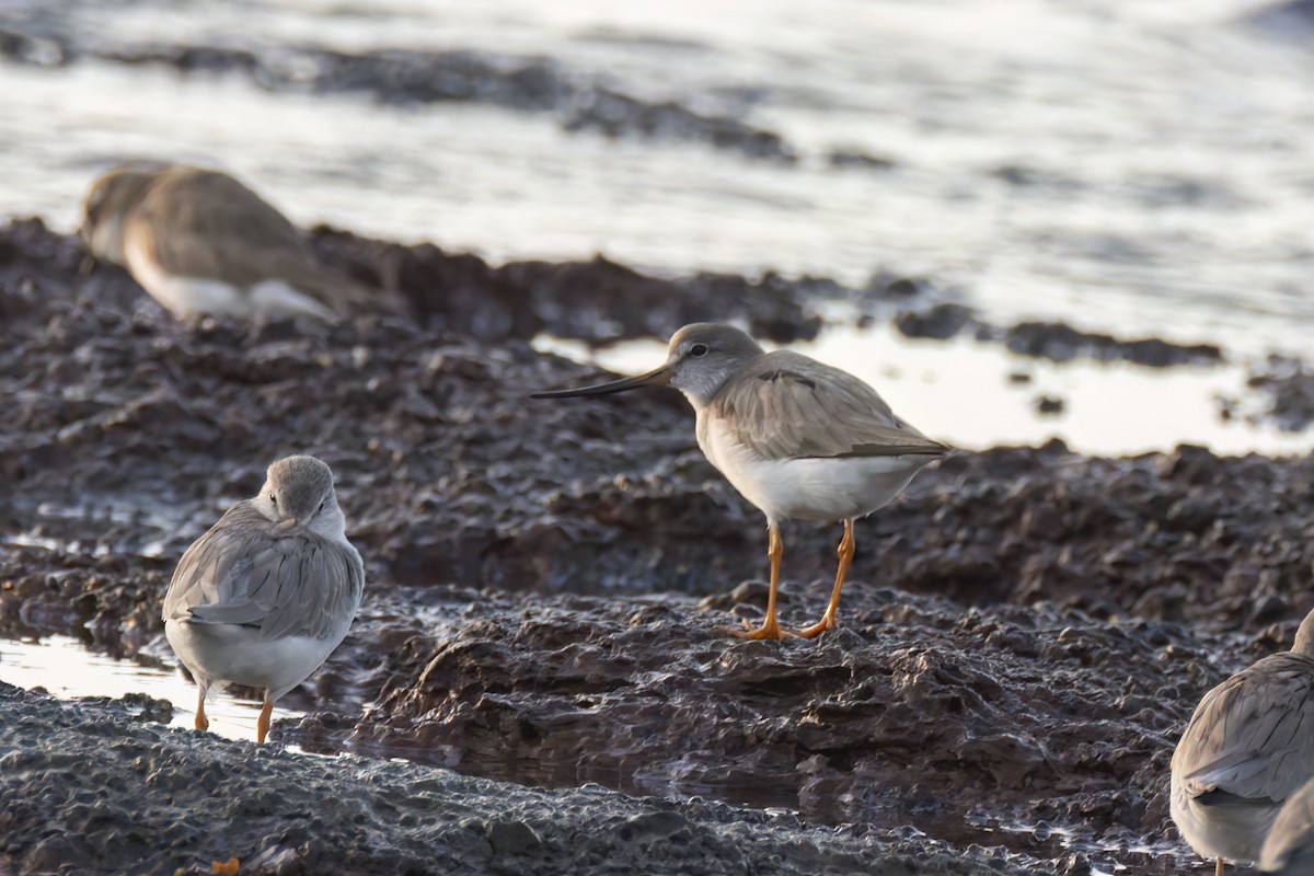 Terek Sandpiper - Andreas Heikaus