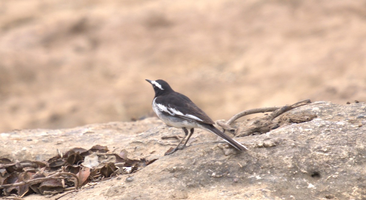 White-browed Wagtail - ML620771522