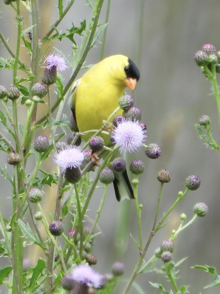 American Goldfinch - ML620771523