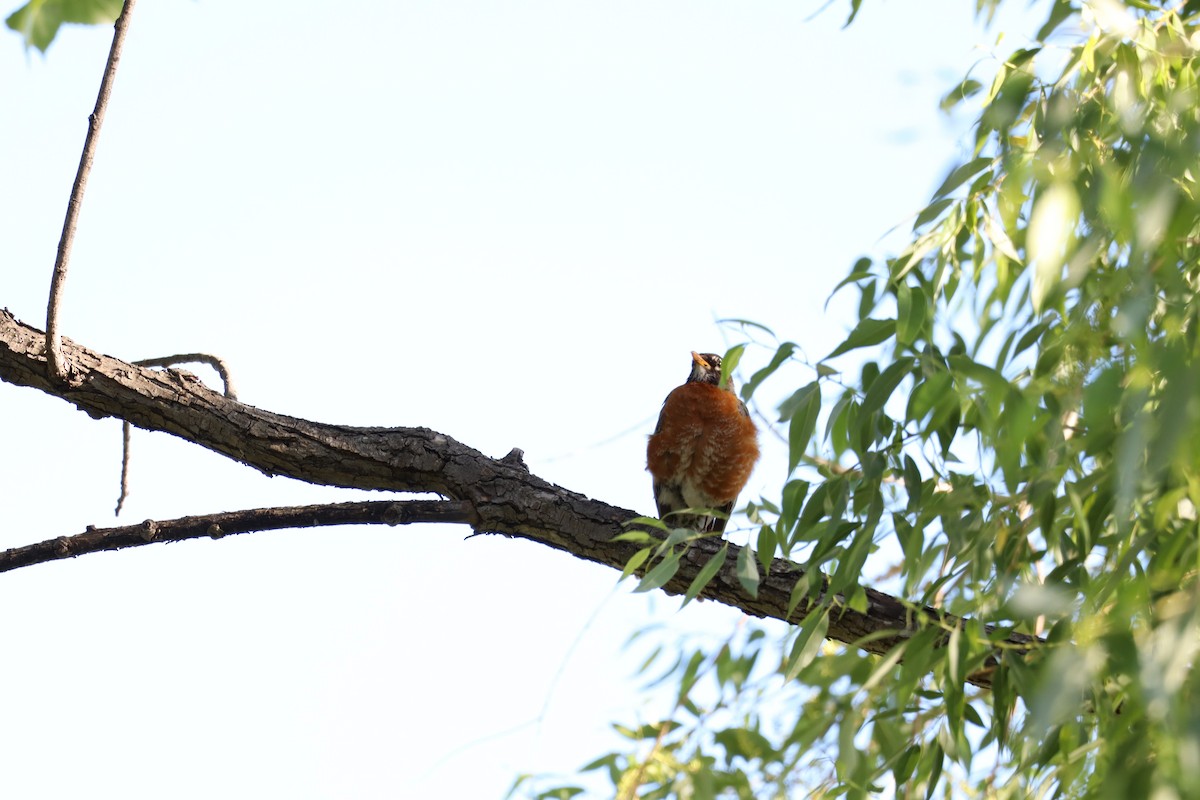 American Robin - ML620771525