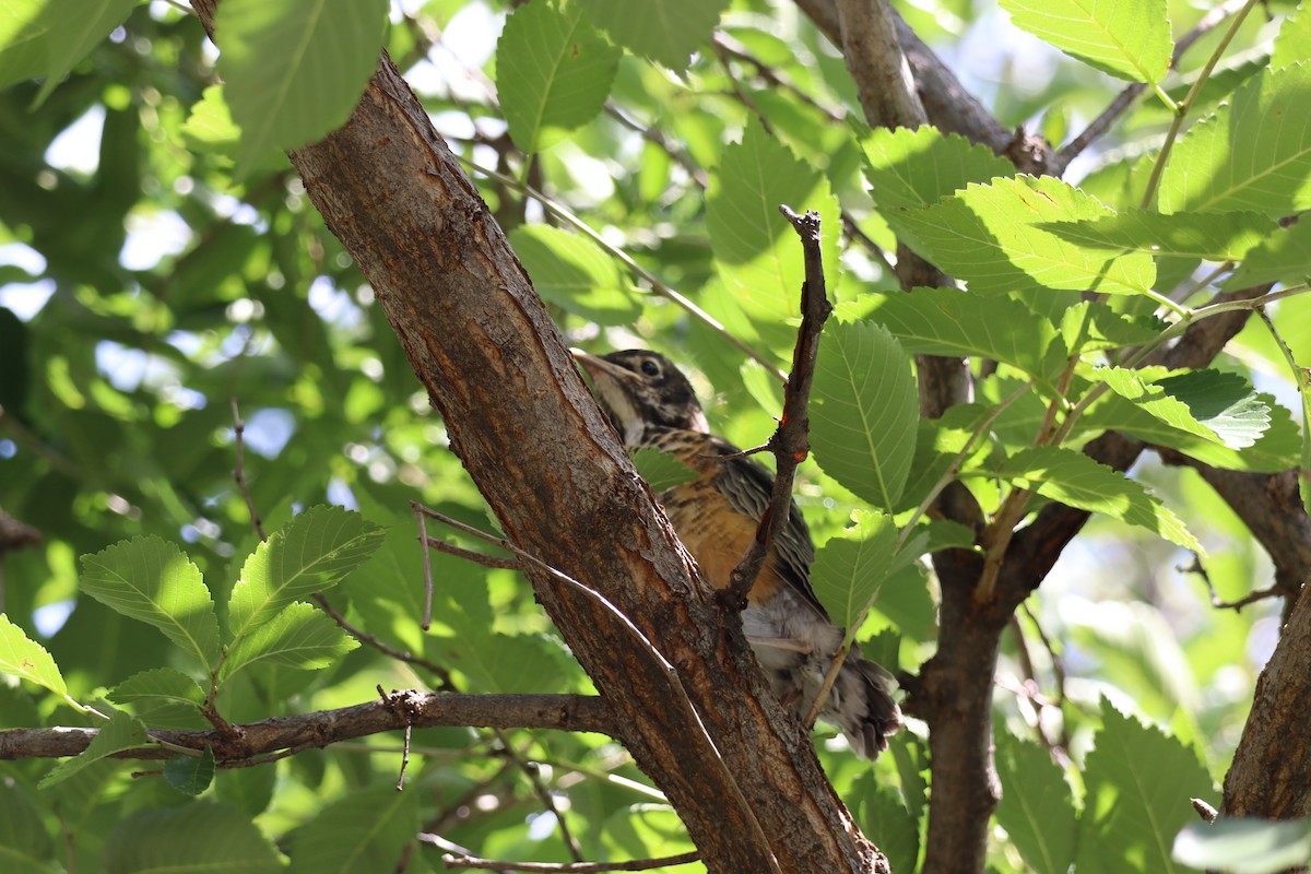 American Robin - ML620771526