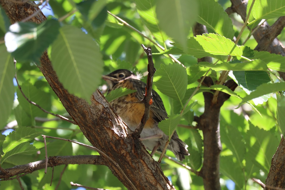 American Robin - ML620771527